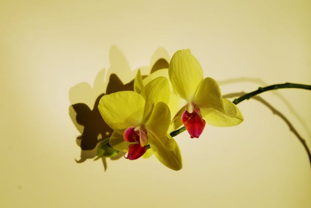 Bunga anggrek kuning