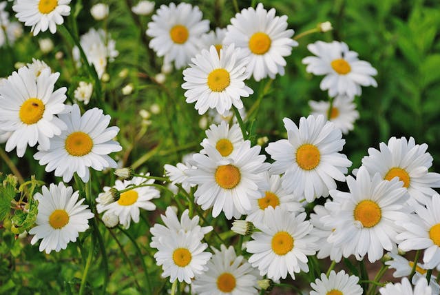 Bunga Aster