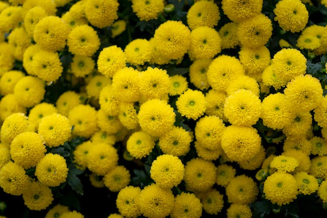 Bunga Krisan Kuning