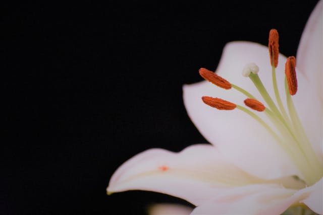 Bunga Lily