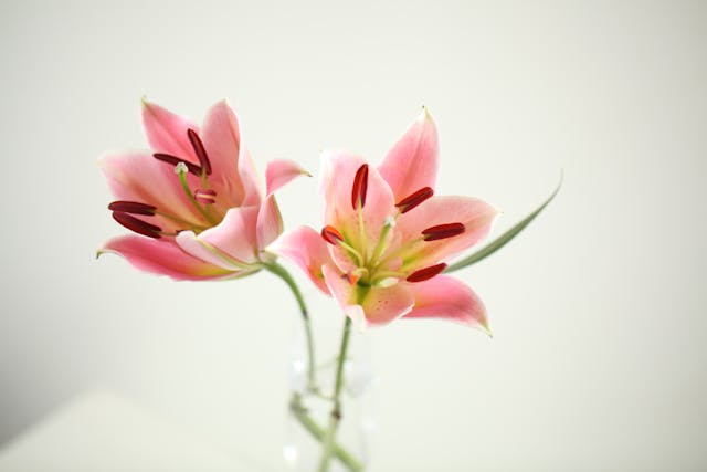bunga lily