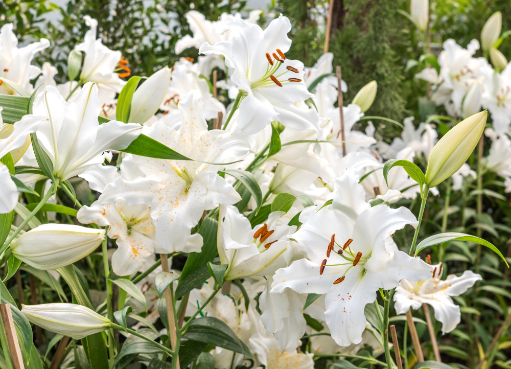 Bunga Lily
