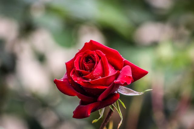 bunga mawar merah