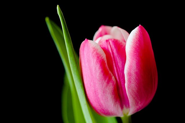 Bunga Tulip