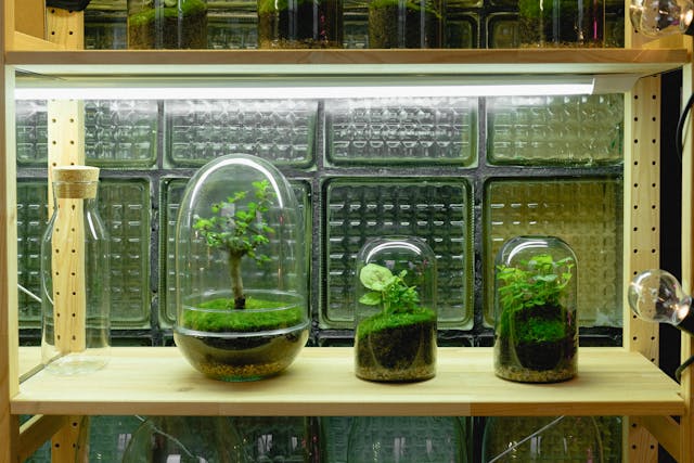 Terrarium
