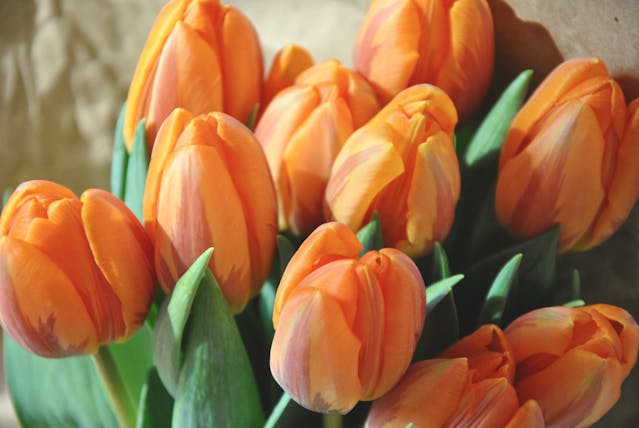 Bunga Tulip Oranye