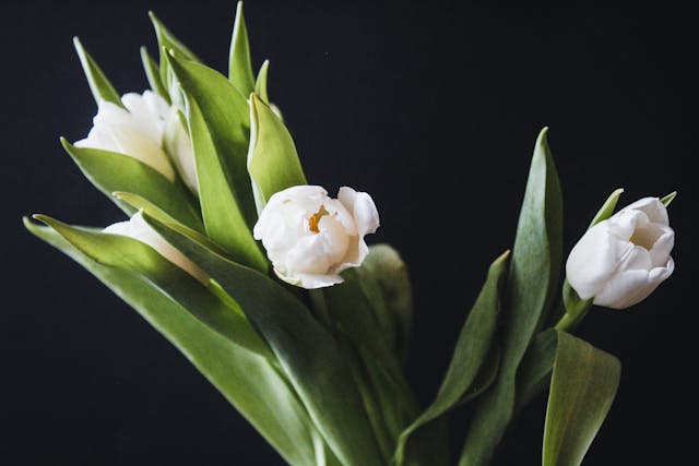 Tulip Putih