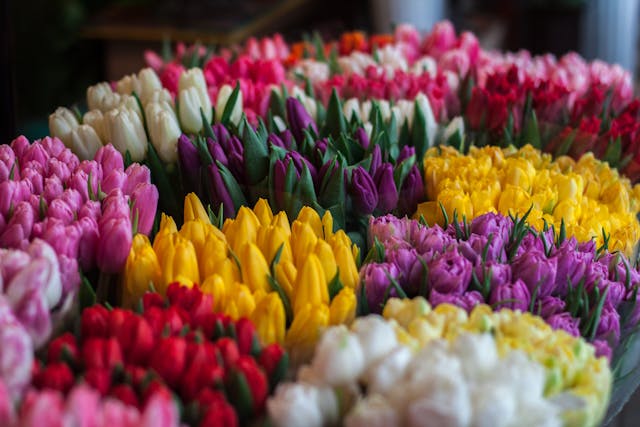 Bunga Tulip Warna Warni