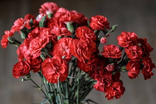 bunga anyelir merah