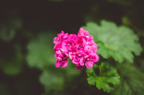 bunga geranium