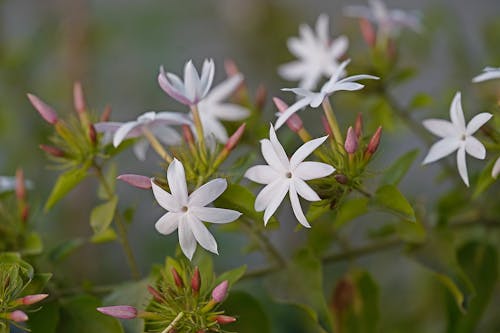 bunga melati