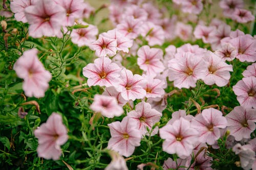 bunga petunia