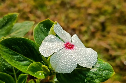 bunga tapak dara
