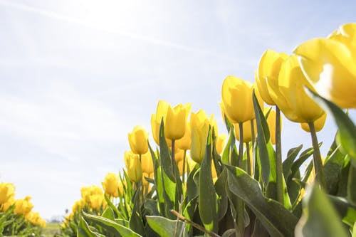 bunga tulip kuning
