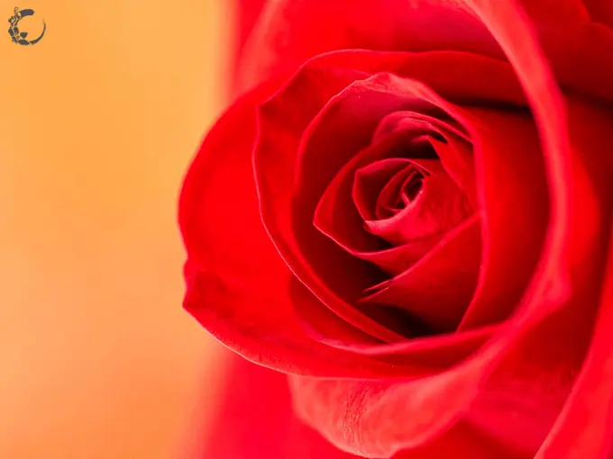 mawar-merah-untuk-anniversary