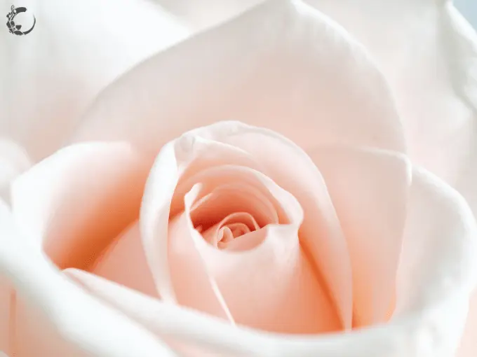 mawar-pink-ide-buket