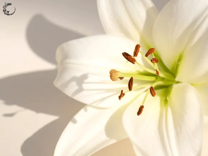 white-lily