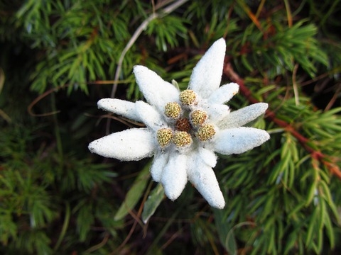 Makna Mendalam di Balik Bunga Abadi Edelweiss