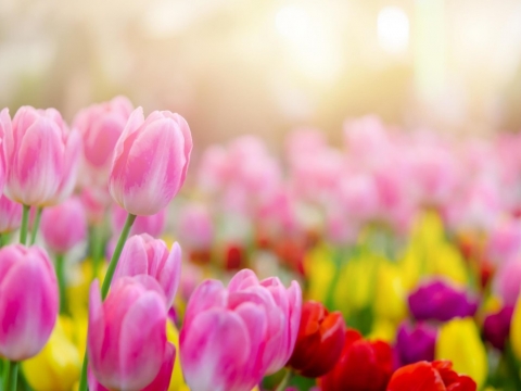 Arti Bunga Tulip Berdasarkan Warnanya