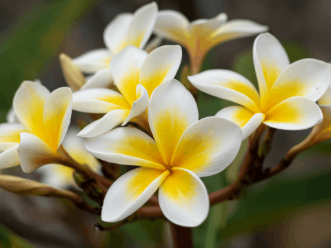 Bunga Kamboja: Arti, Warna, dan Cara Perawatannya