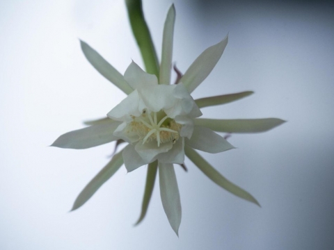 Mengenal Lebih Dekat Bunga Wijaya Kusuma: Mitos dan Cara Merawatnya
