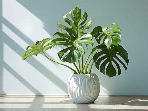 7 Ornamental Plants Perfect for the Corner of Your Living Room