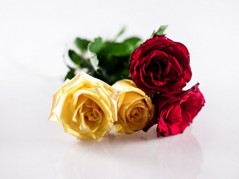 Inilah 9 Makna yang Terkandung Pada Bunga Mawar Berdasarkan Warnanya