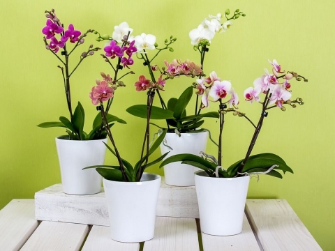 blog orchid