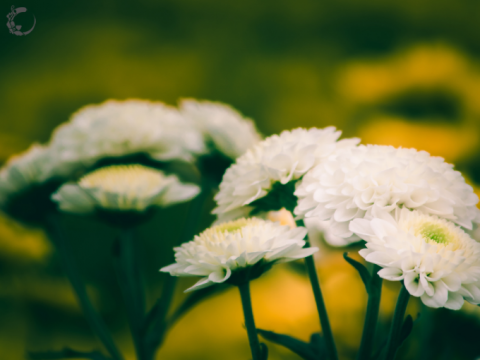 The Language of Flowers (Floriography): A Comprehensive Dictionary of the Meanings of Flowers for Every Occasion
