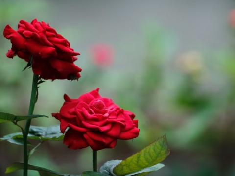 6 Tips Penting Merawat Bunga Mawar Agar Tidak Mudah Layu