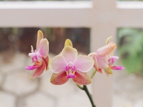 blog orchid
