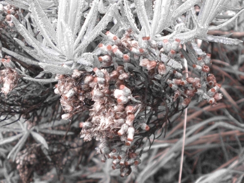 The Deep Meaning Behind the Eternal Flower of Edelweiss