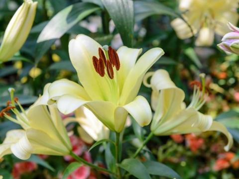 Arti Bunga Lily Berdasarkan Warna dan Jenisnya