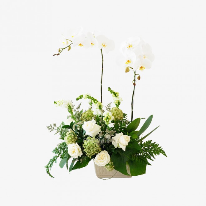 Overture Orchid