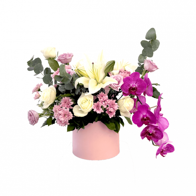 MOON ORCHID