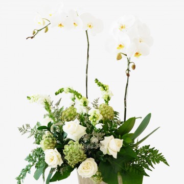 Overture Orchid