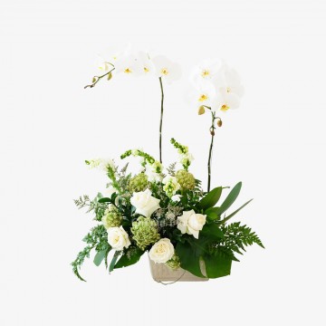 Overture Orchid