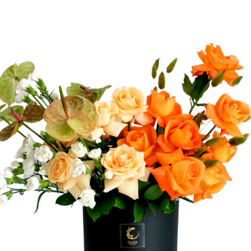 Apricity