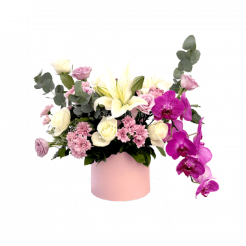 MOON ORCHID