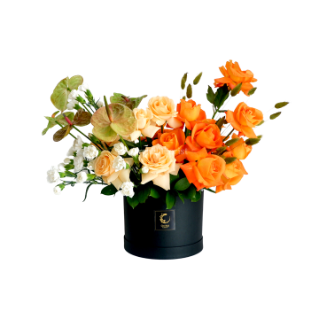 Apricity
